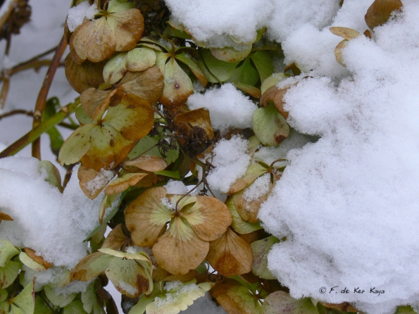 Bois des Moutiers Winterreise (19)